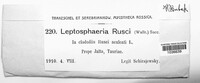 Leptosphaeria rusci image